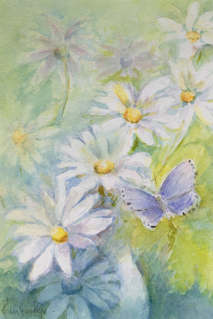 Közönséges kék (Polyommatus Icarus) a százszorszépeken alkotó: Karen Armitage