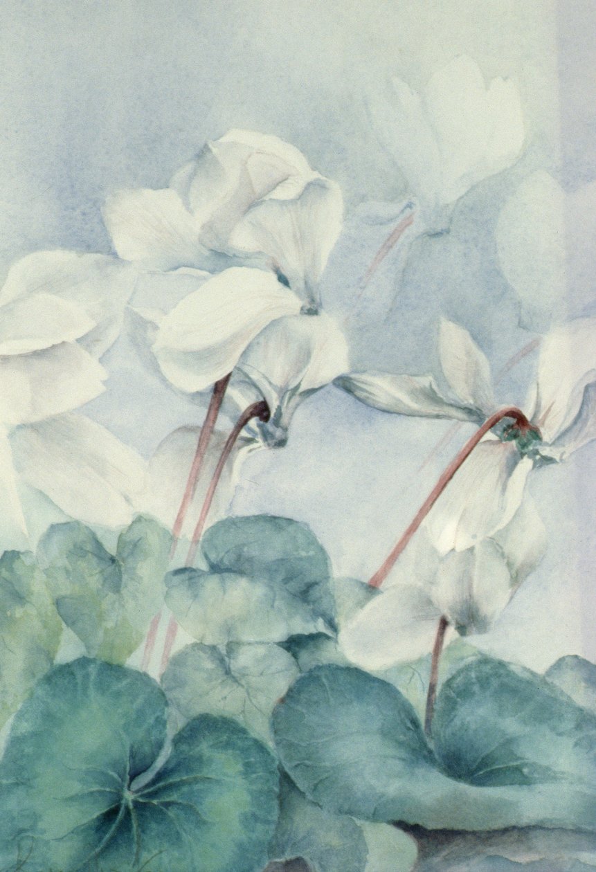 Ciklámen, Triumph White alkotó: Karen Armitage