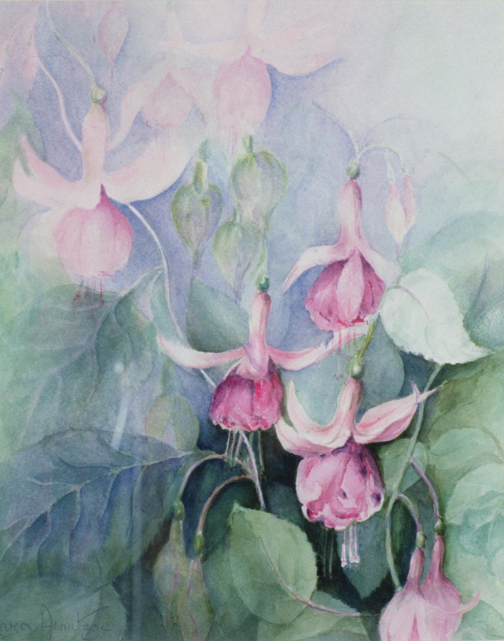 Fuschia, rózsaszín kocsis alkotó: Karen Armitage