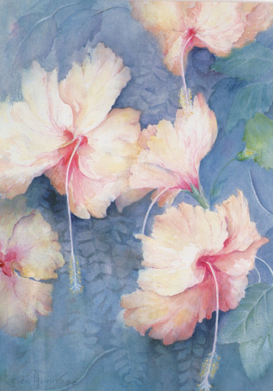 Hibiszkusz, sárgabarack alkotó: Karen Armitage