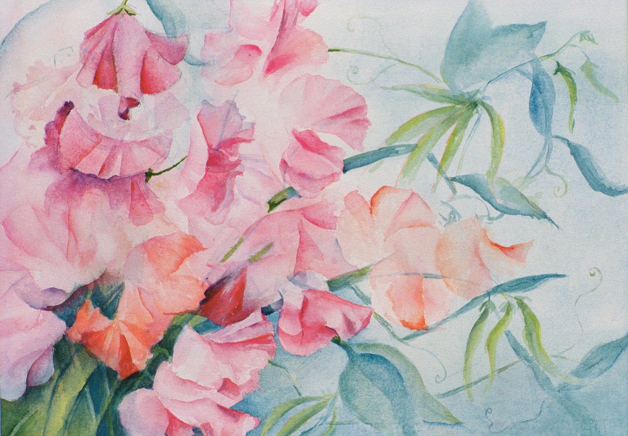 Lathyrus Odoratus, édes borsó (vízszintes) alkotó: Karen Armitage