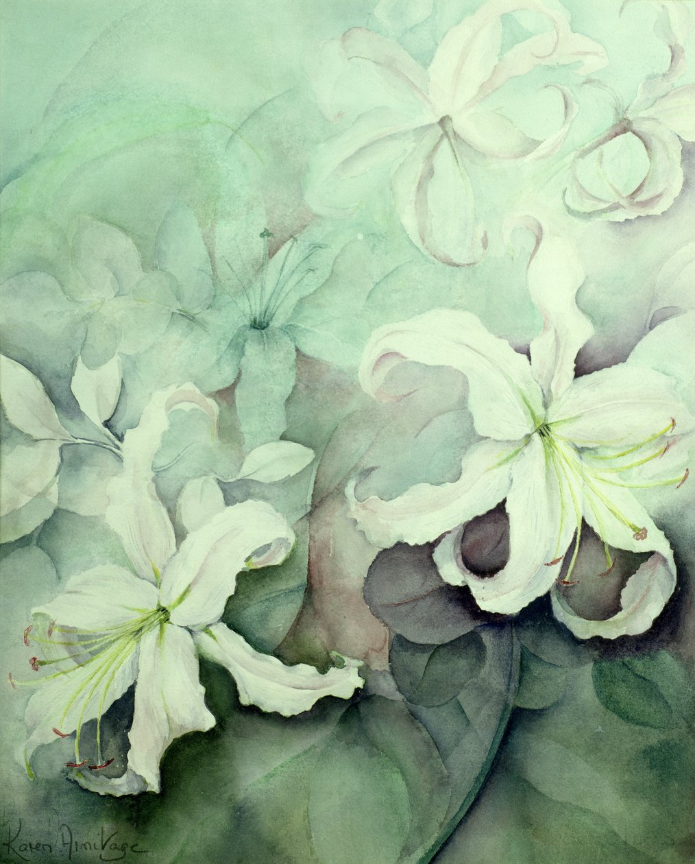 Liliomok, fehér Auratum alkotó: Karen Armitage
