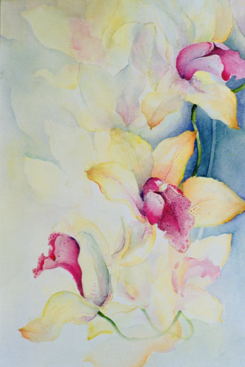 Orchidea, Cymbidium, Károly herceg alkotó: Karen Armitage