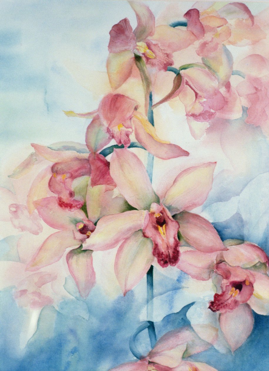 Cymbidium Ramley orchidea alkotó: Karen Armitage
