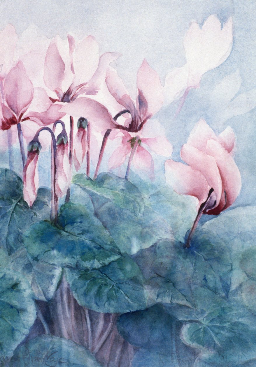 Pink Cyclamen Pseudibericum alkotó: Karen Armitage
