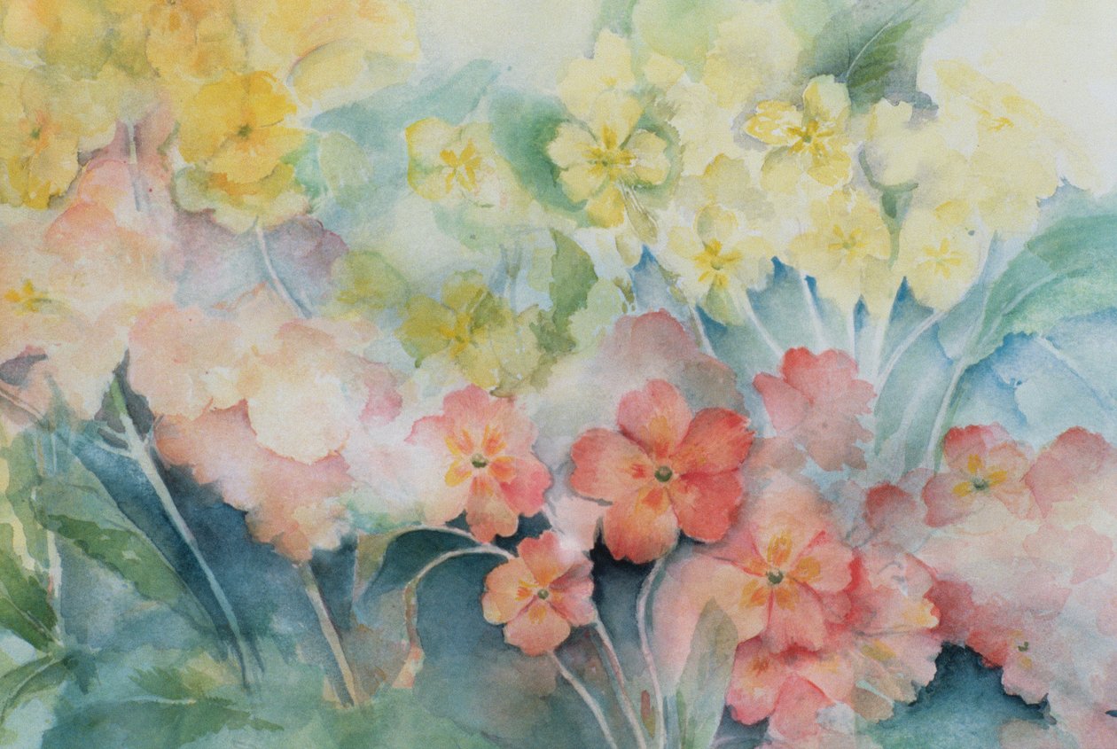 Polyanthus, vegyes hibridek alkotó: Karen Armitage