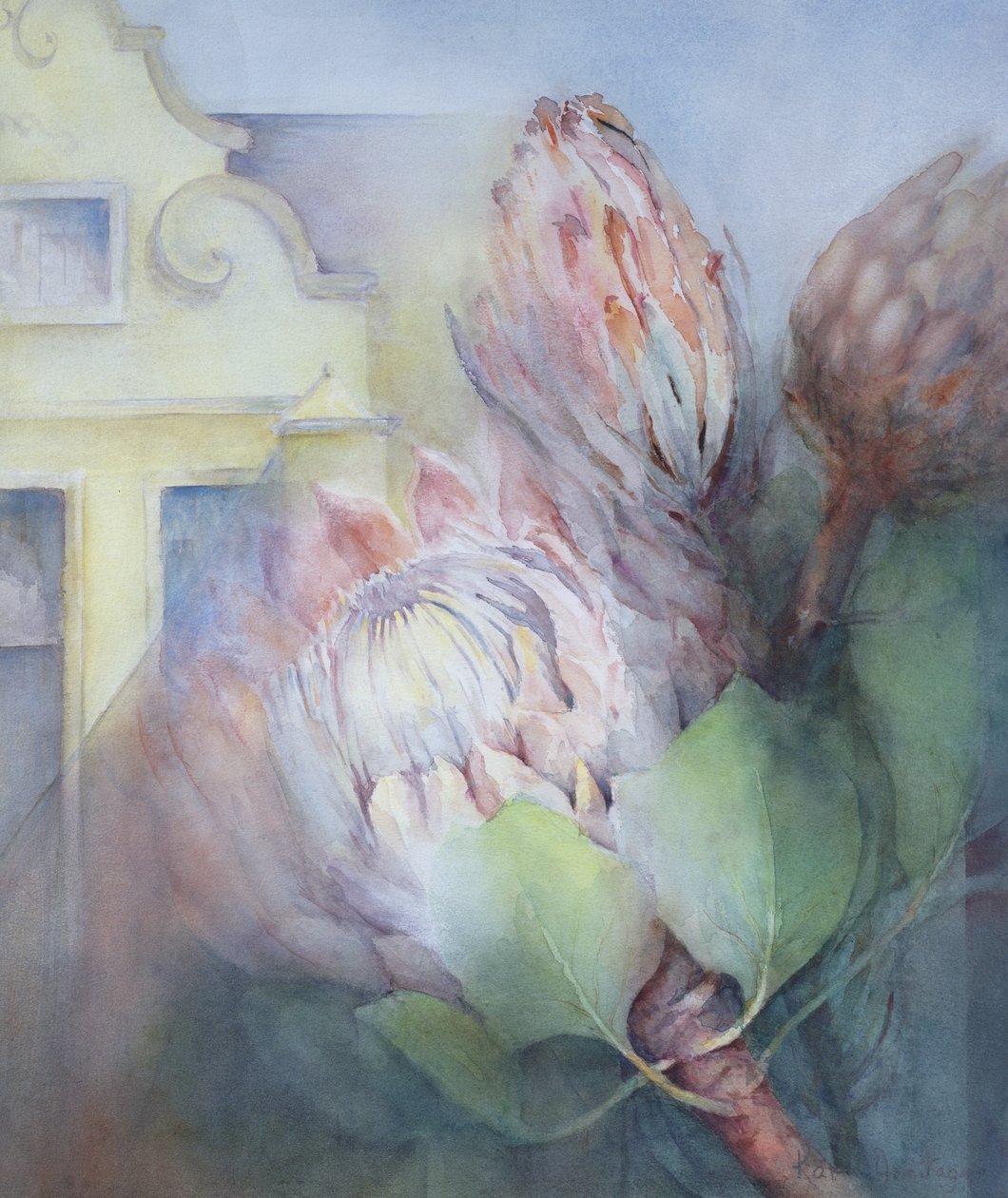 Protea Stellenboschban, 1992 (wc) alkotó: Karen Armitage