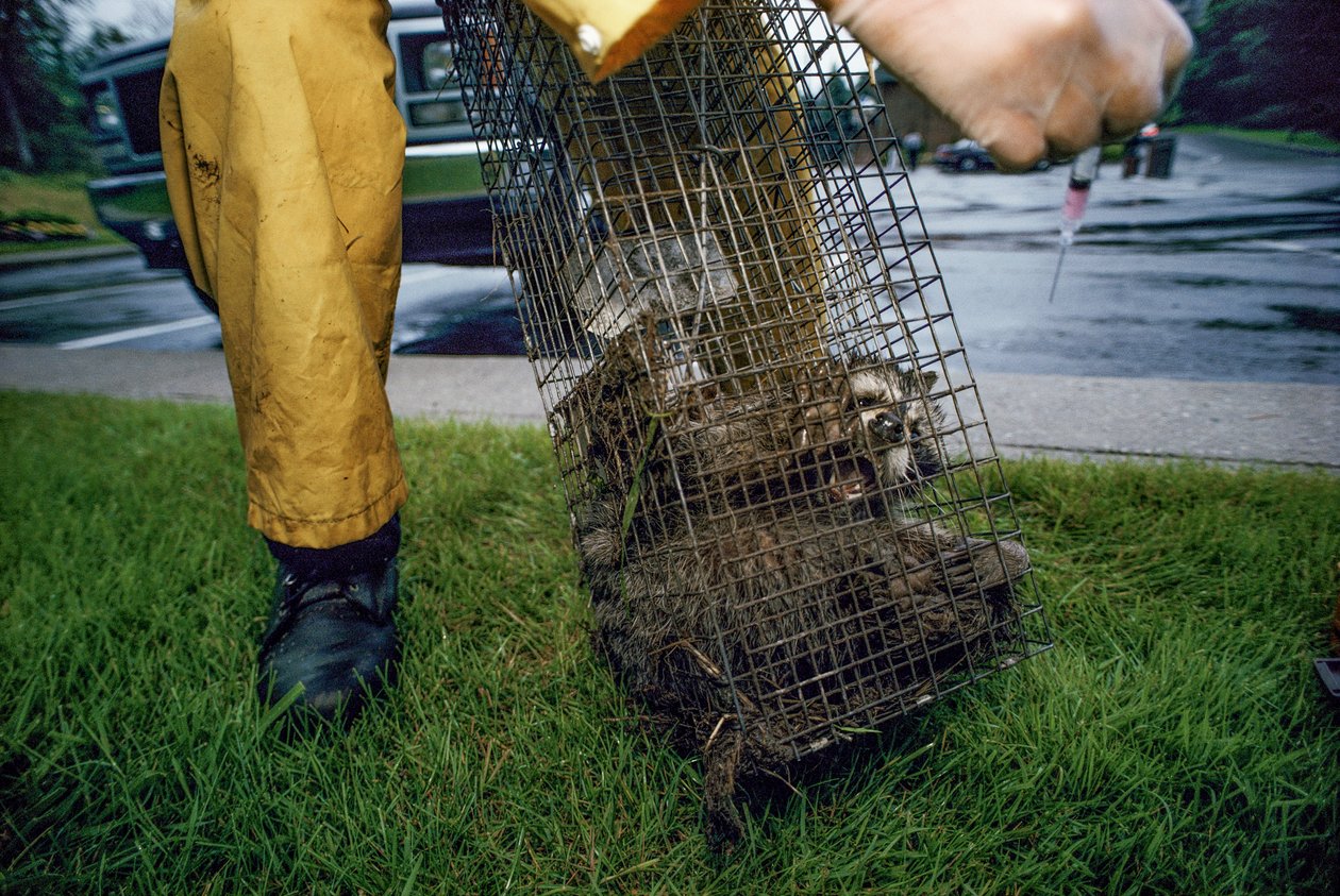 Veszettség elleni oltás, 2005 (fénykép) alkotó: Karen Kasmauski