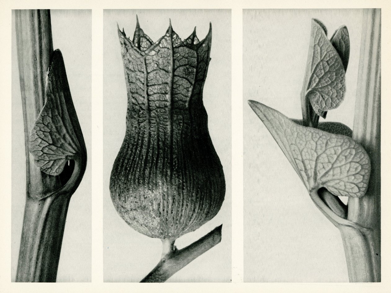 Aristolochia Clematitis. 1929 (fotómetszet) alkotó: Karl Blossfeldt