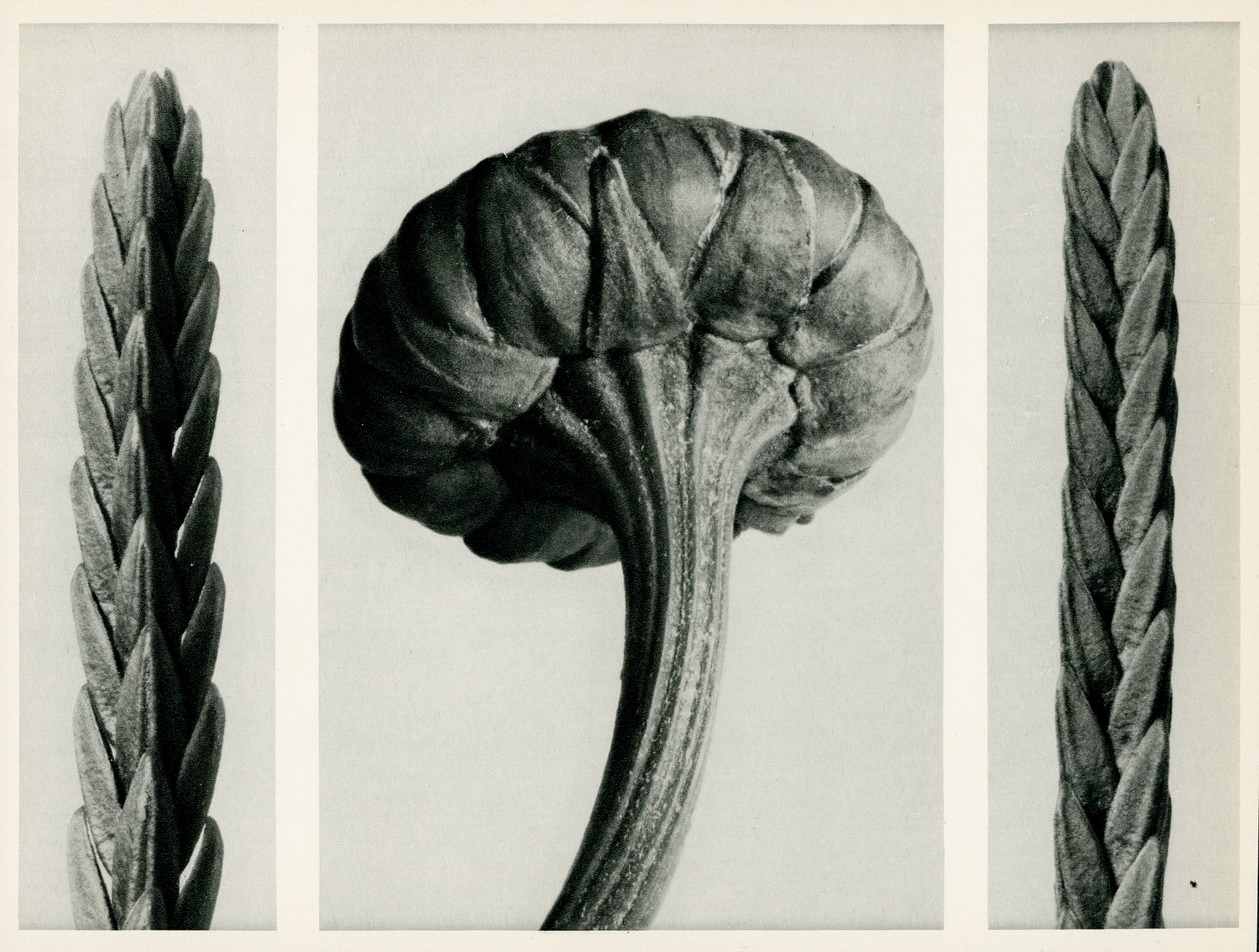 Cassiope Tetragon. 1929 (fotogravír) alkotó: Karl Blossfeldt