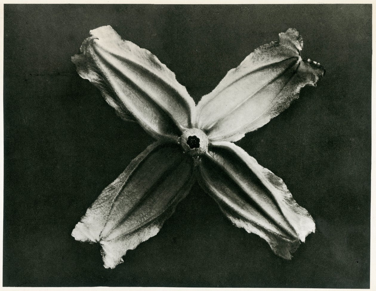 Clematis Integrifolia, 1929 (fénynyomat) alkotó: Karl Blossfeldt