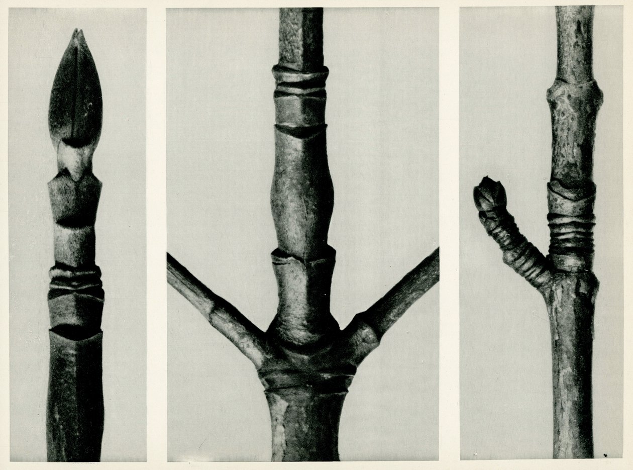 Cornus Nuttalli. 1929 (fotómetszet) alkotó: Karl Blossfeldt