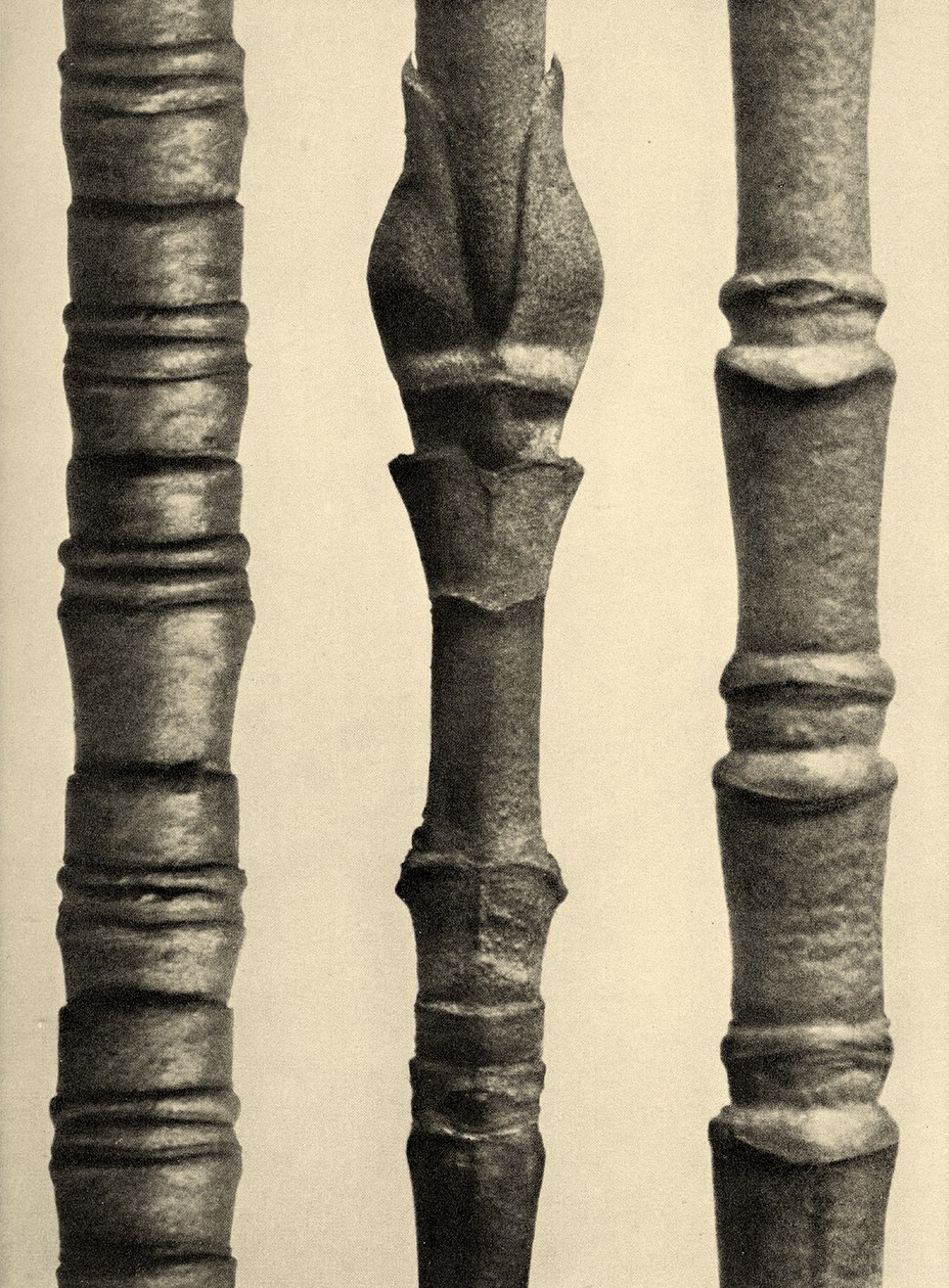 Cornus Nuttallii 1929 (fénynyomat) alkotó: Karl Blossfeldt