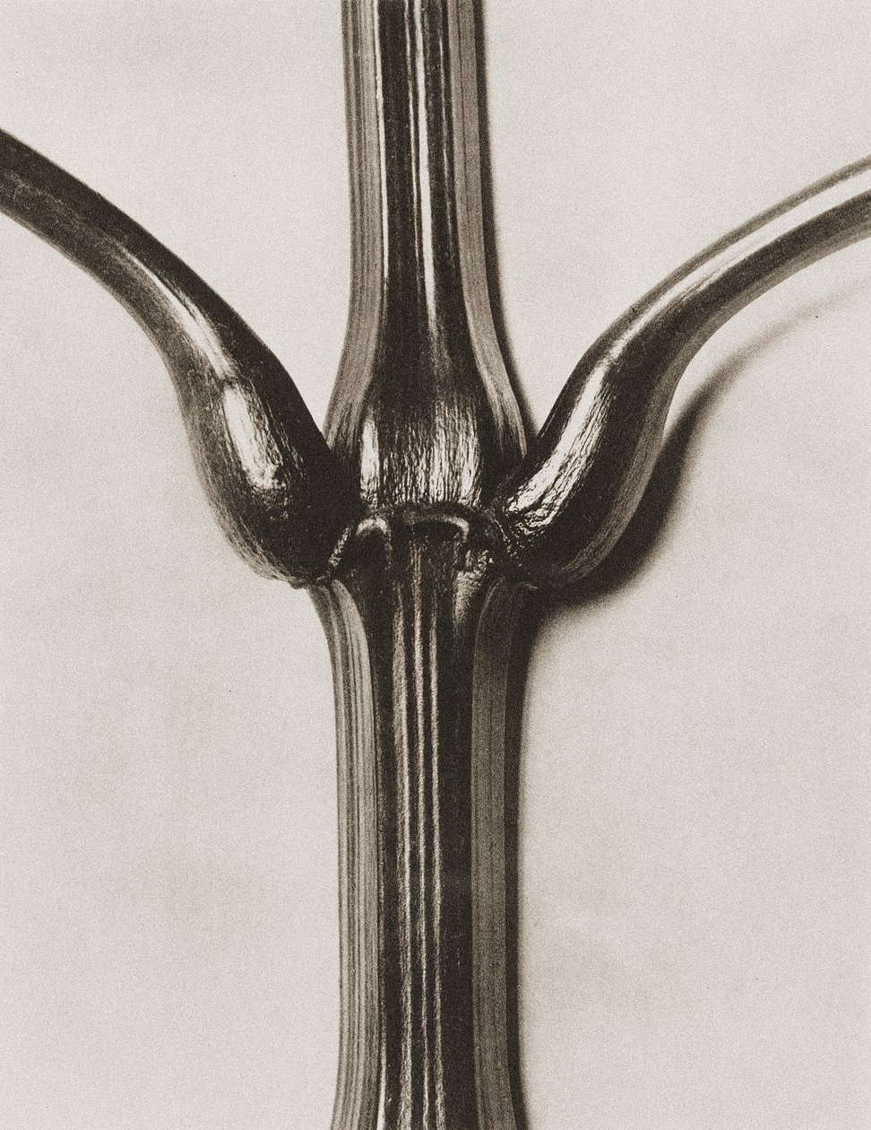 Impatiens glandulifera, 1929 (fénymetszet) alkotó: Karl Blossfeldt