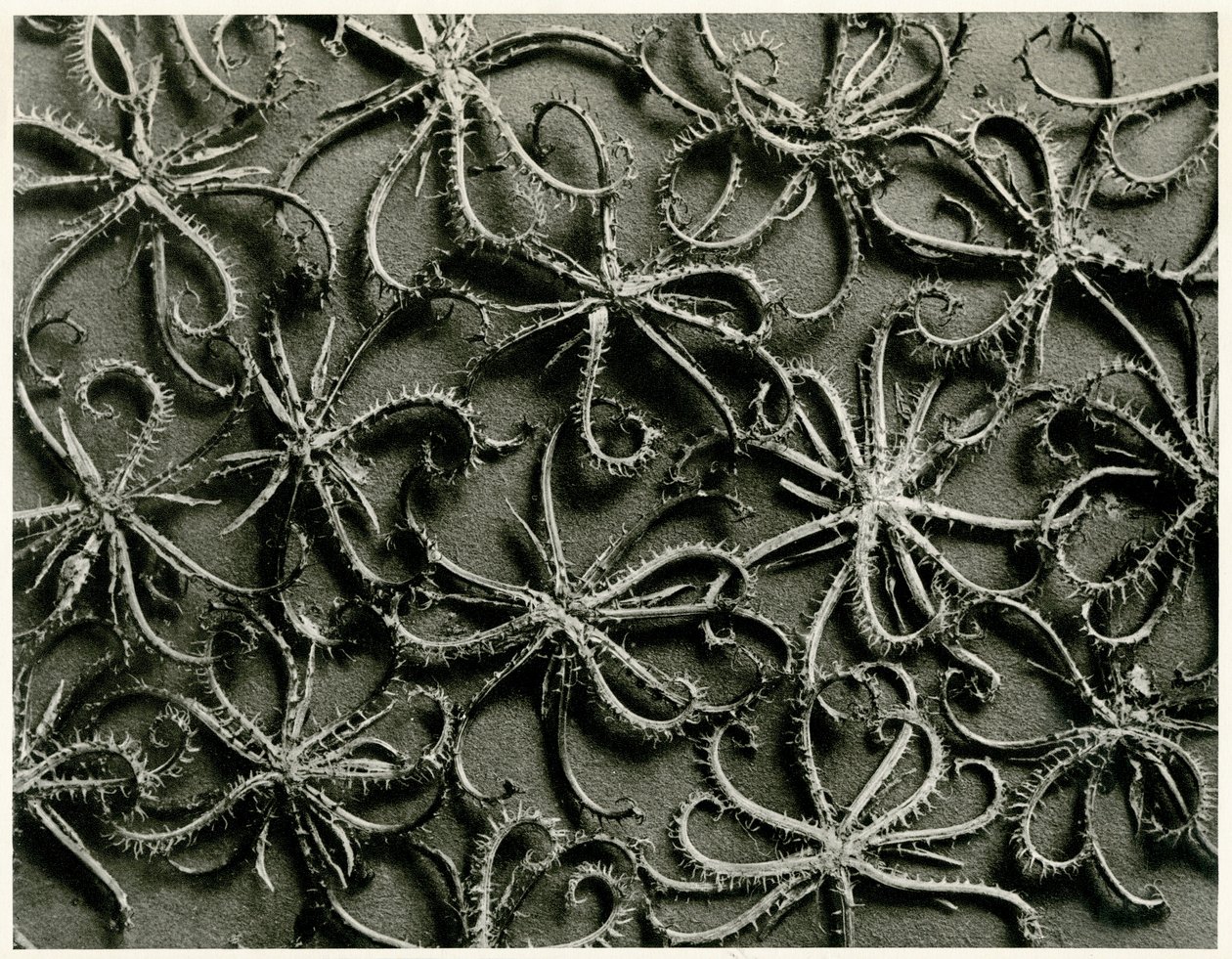 Koelpinia Linearis. 1929 (fotogravír) alkotó: Karl Blossfeldt