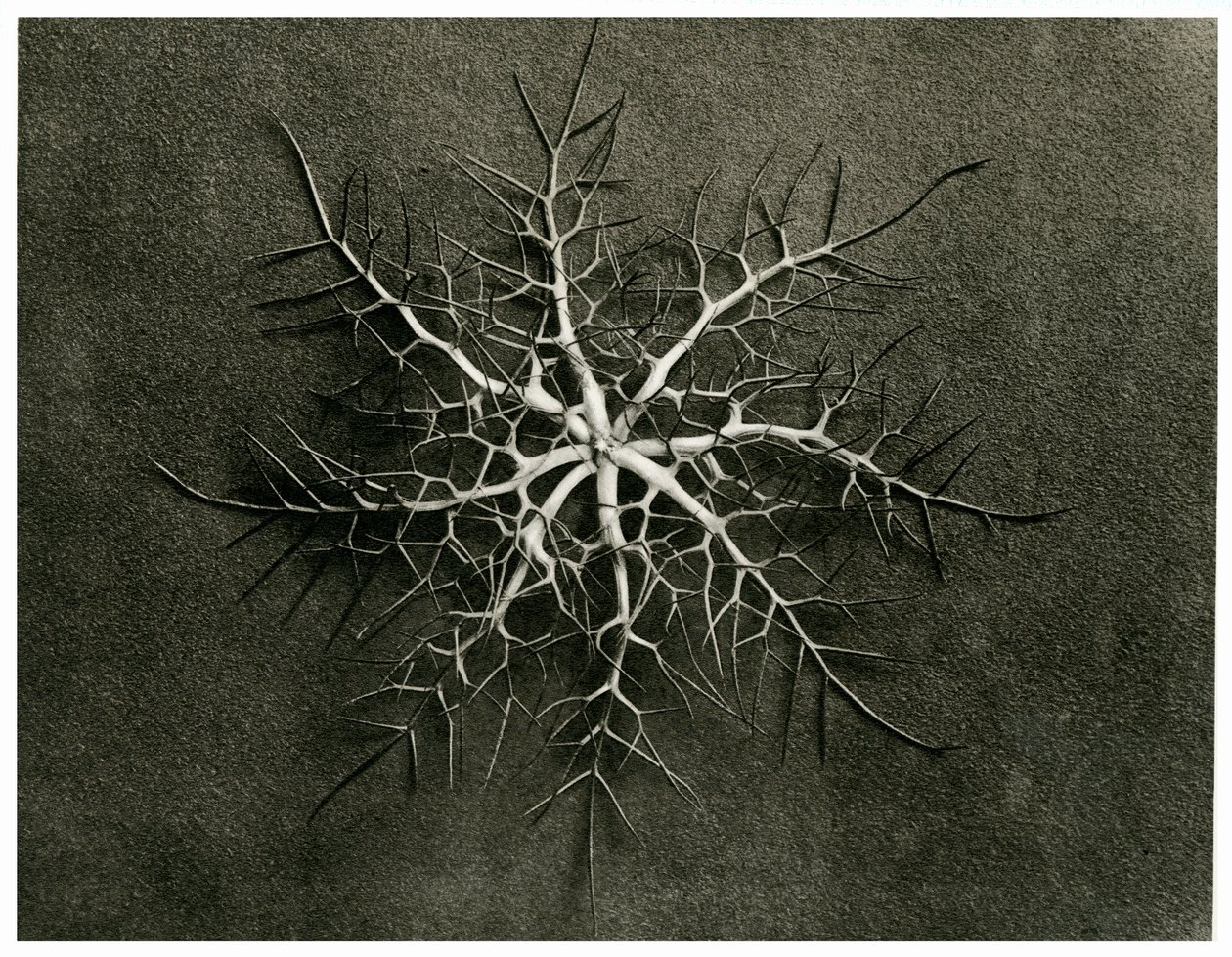 Nigella Damascena. 1929 (fotogravír) alkotó: Karl Blossfeldt