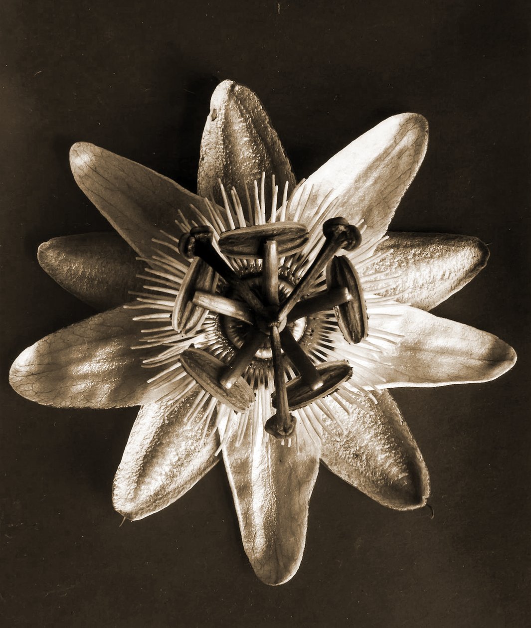 Passiflora, 1929 (metszet) alkotó: Karl Blossfeldt