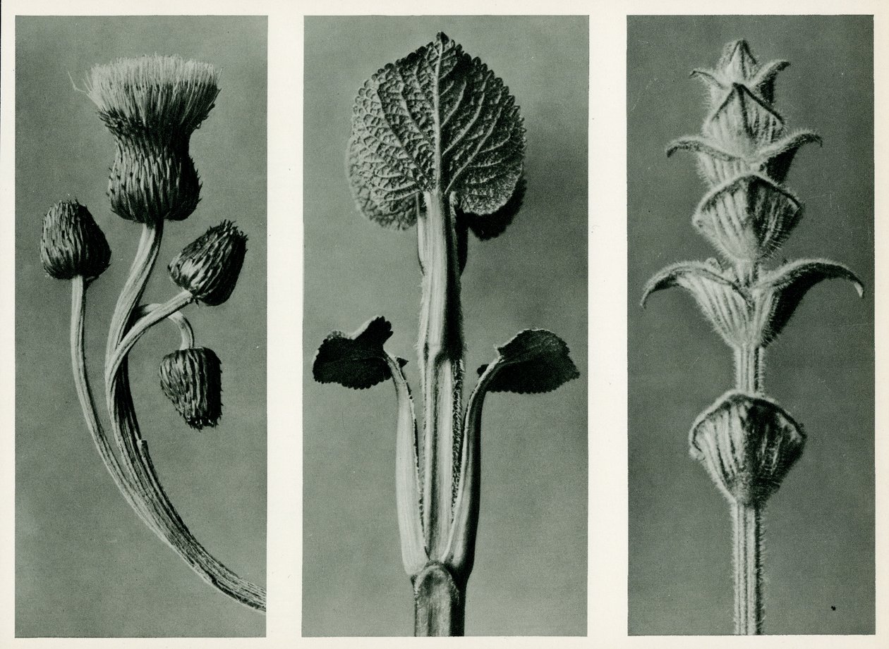 Három növényfaj vizsgálata. 1929 (fotogravír) alkotó: Karl Blossfeldt