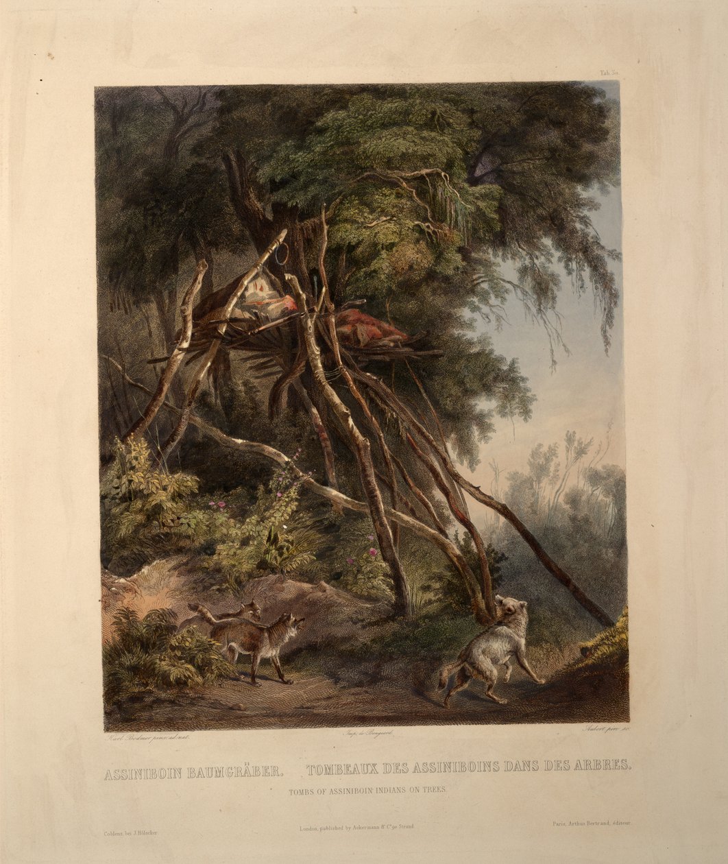 Assiniboin indiánok sírjai a fákon alkotó: Karl Bodmer