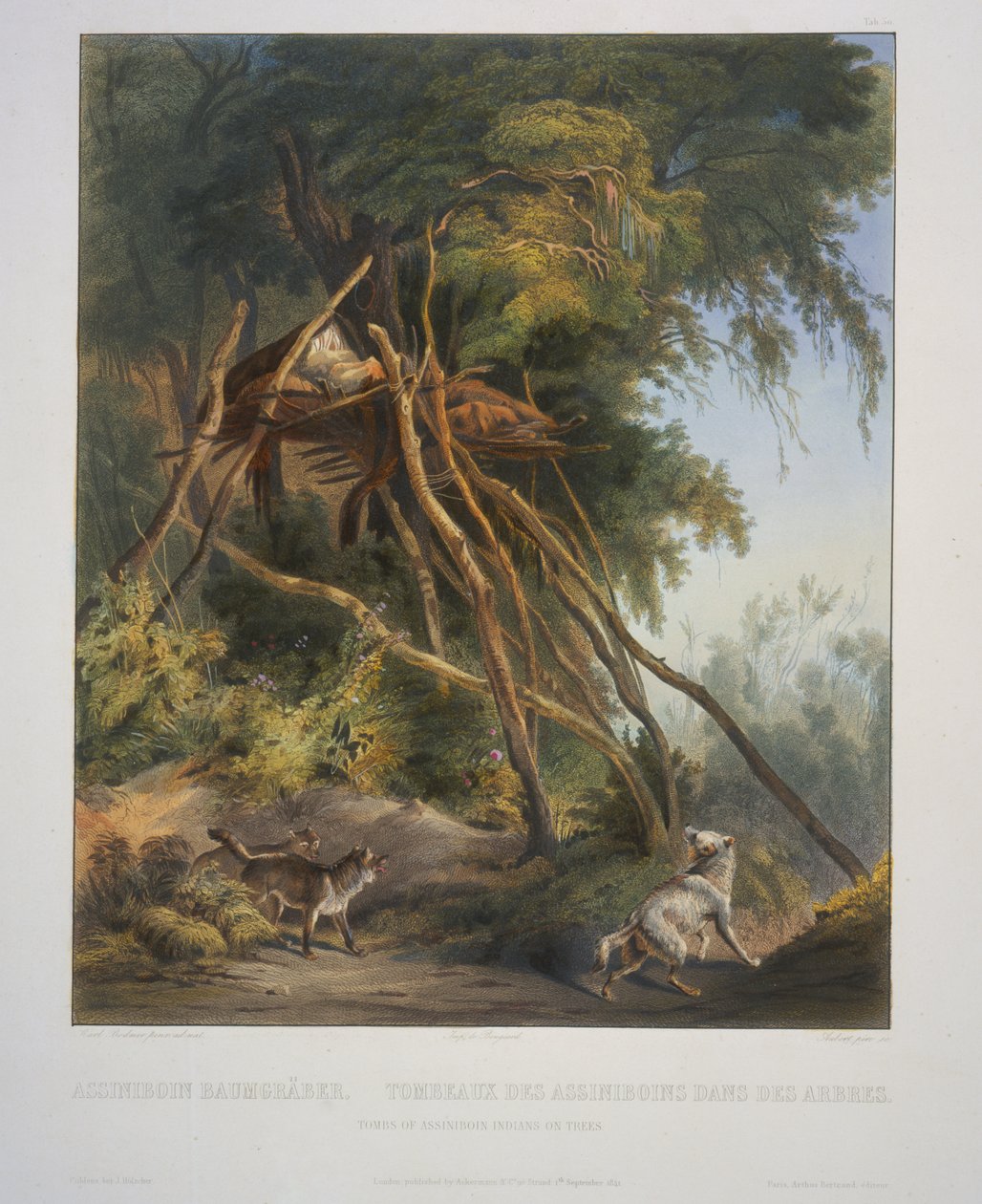 Az assziniboin indiánok sírjai a fákon alkotó: Karl Bodmer