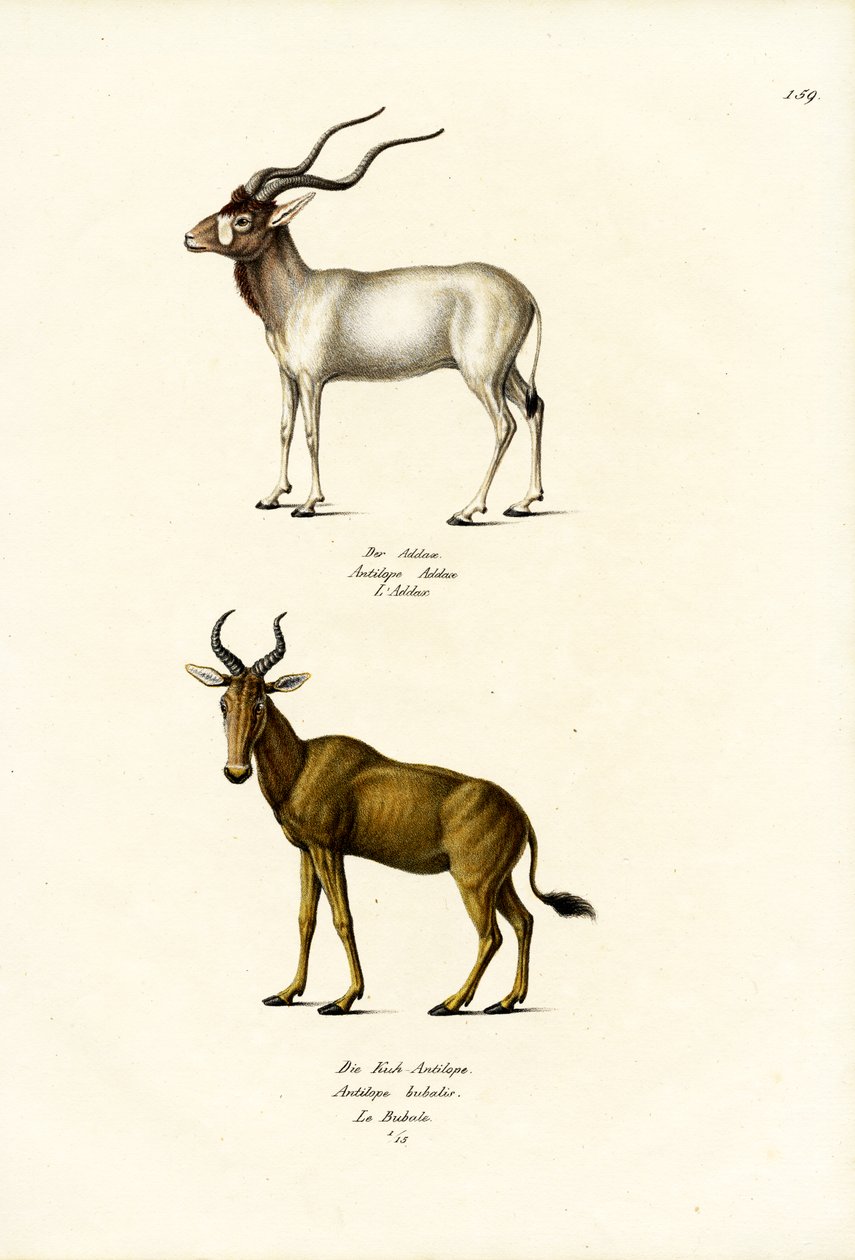 Addax, 1824 alkotó: Karl Joseph Brodtmann