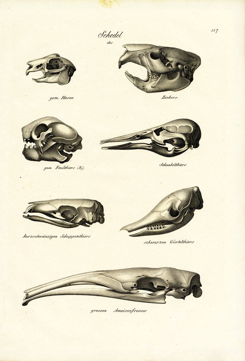 Állati koponyák, 1824 alkotó: Karl Joseph Brodtmann