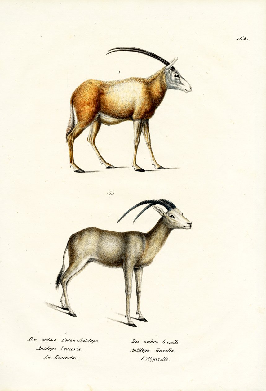 Arab Oryx, 1824 alkotó: Karl Joseph Brodtmann