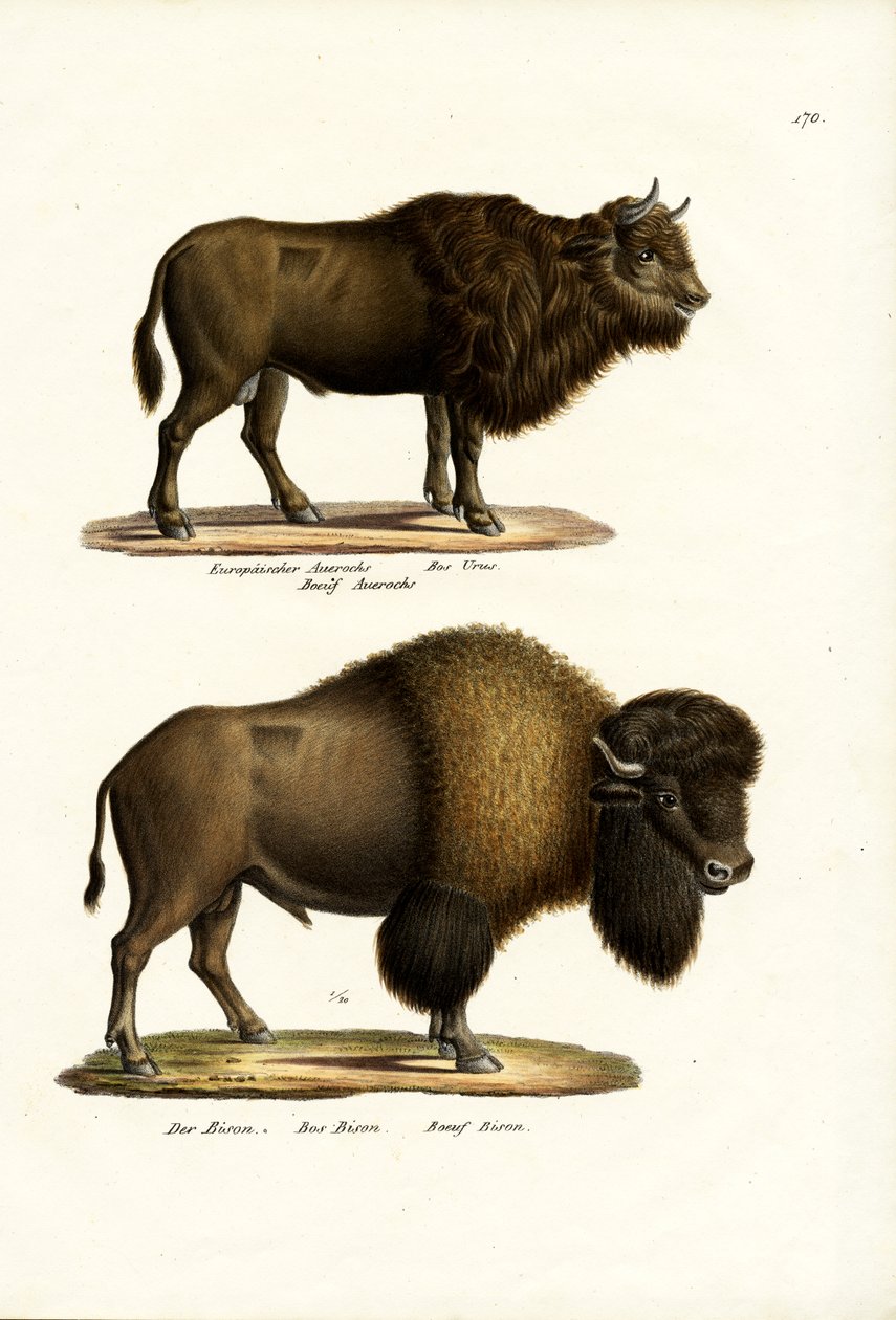Aurochs, 1824 alkotó: Karl Joseph Brodtmann