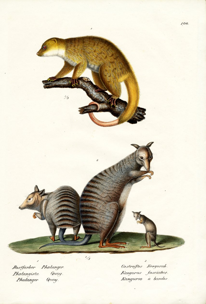 Banded Wallaby, 1824 alkotó: Karl Joseph Brodtmann