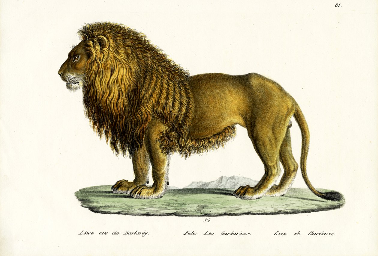 Barbár oroszlán, 1824 alkotó: Karl Joseph Brodtmann
