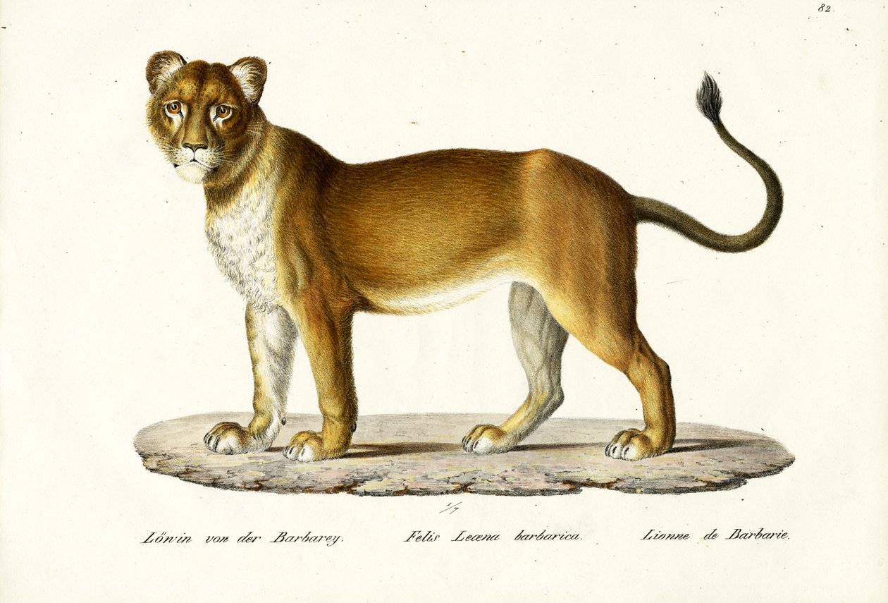 Barbary Lioness, 1824 alkotó: Karl Joseph Brodtmann