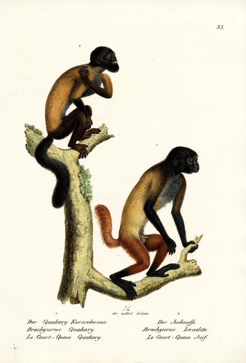 Szakállas Saki, 1824 alkotó: Karl Joseph Brodtmann