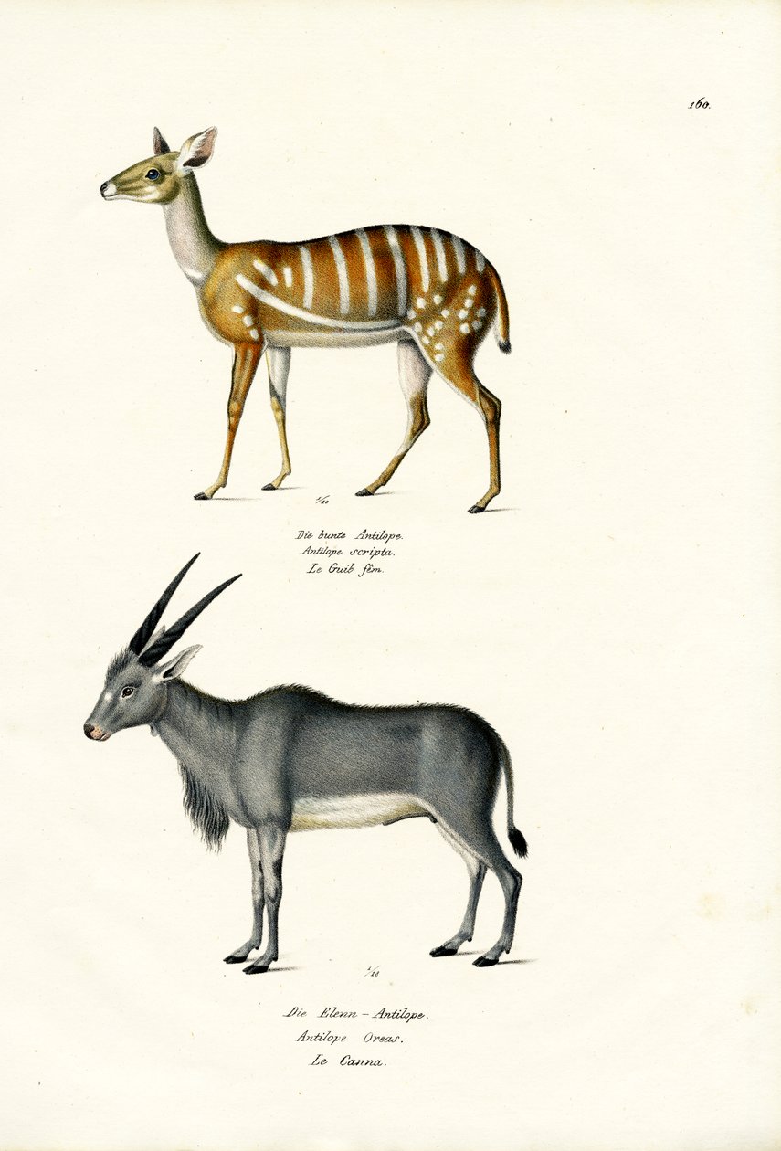 Bushbuck, 1824 alkotó: Karl Joseph Brodtmann