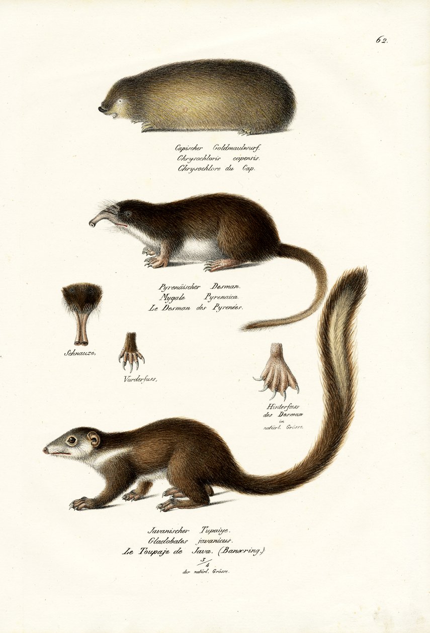 Cape Golden Mole, 1824 alkotó: Karl Joseph Brodtmann