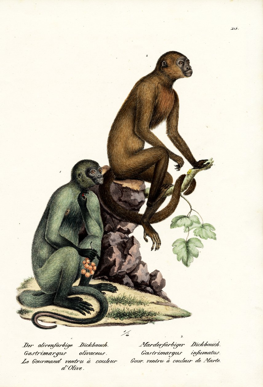 Kapucinus, 1824 alkotó: Karl Joseph Brodtmann