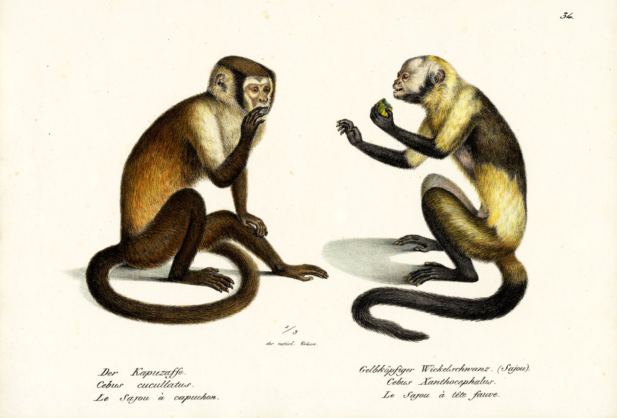 Kapucinus majom, 1824 alkotó: Karl Joseph Brodtmann