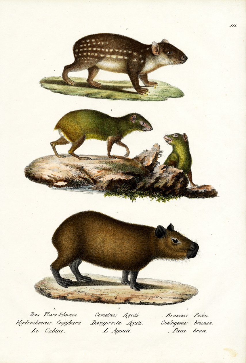 Capybara, 1824 alkotó: Karl Joseph Brodtmann