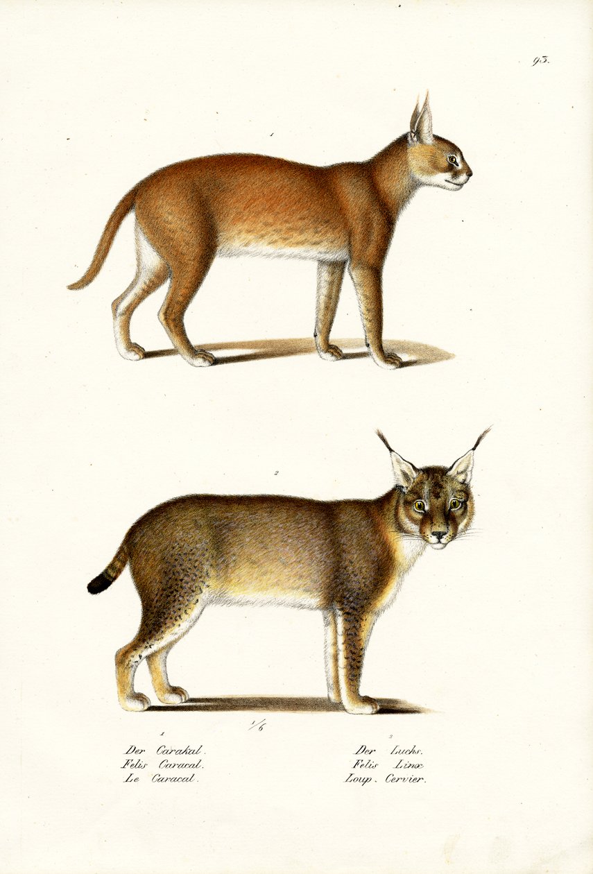 Caracal, 1824 alkotó: Karl Joseph Brodtmann