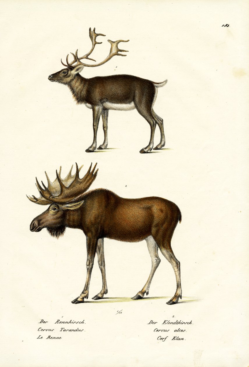 Caribou, 1824 alkotó: Karl Joseph Brodtmann