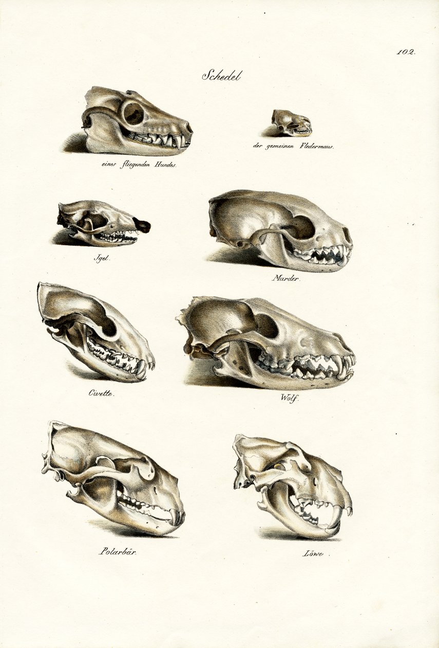 Húsevők koponyái, 1824 alkotó: Karl Joseph Brodtmann