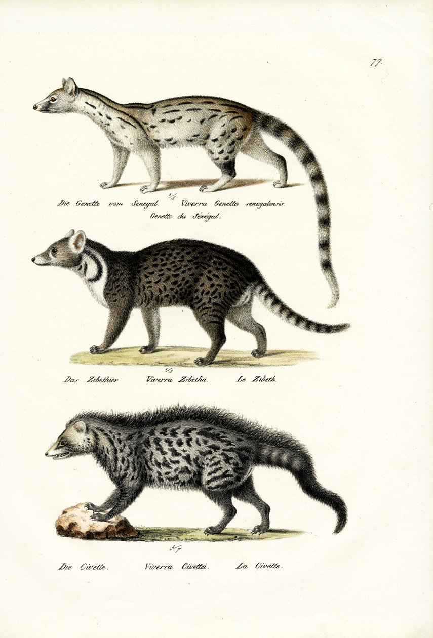 Civet, 1824 alkotó: Karl Joseph Brodtmann