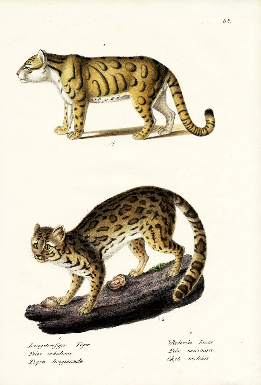 Felhős leopárd, 1824 alkotó: Karl Joseph Brodtmann