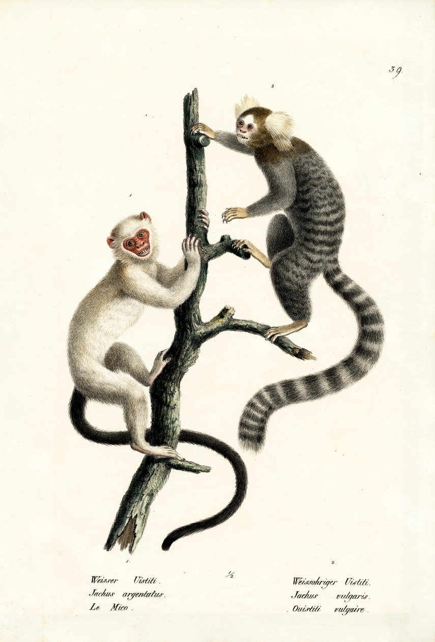 Közönséges mormota, 1824 alkotó: Karl Joseph Brodtmann