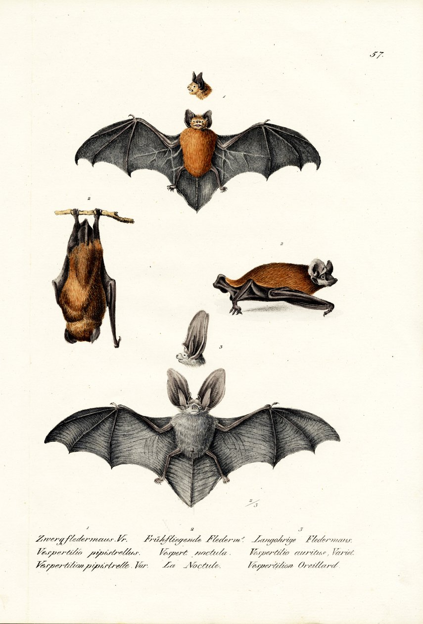Pipistrelle, 1824 alkotó: Karl Joseph Brodtmann