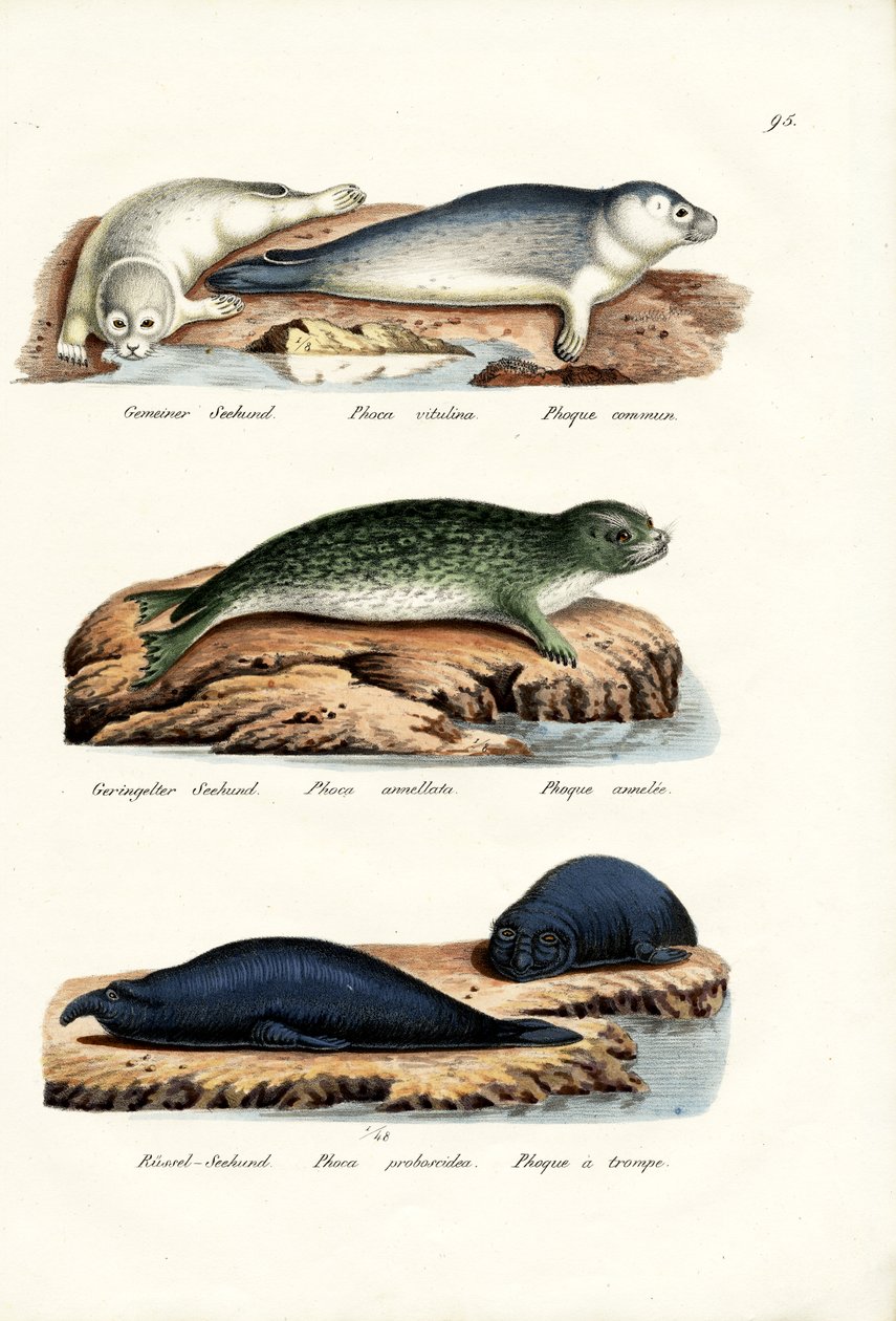 Közönséges pecsét, 1824 alkotó: Karl Joseph Brodtmann