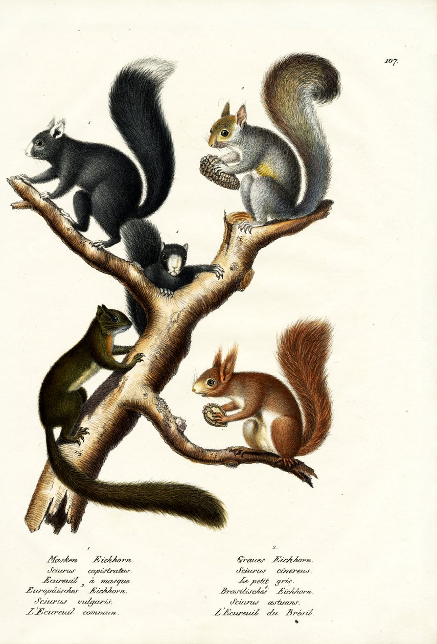 Különféle mókusok, 1824 alkotó: Karl Joseph Brodtmann