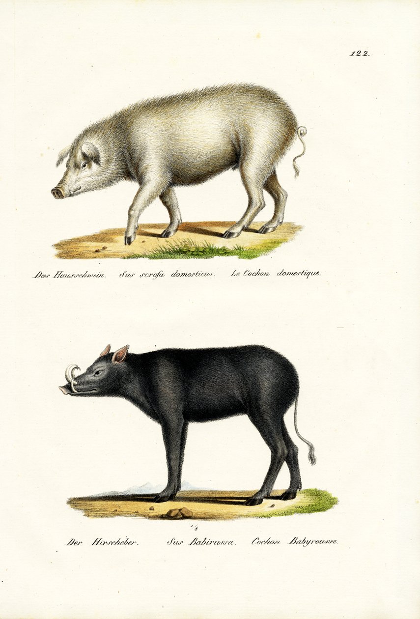 Házi malac, 1824 alkotó: Karl Joseph Brodtmann