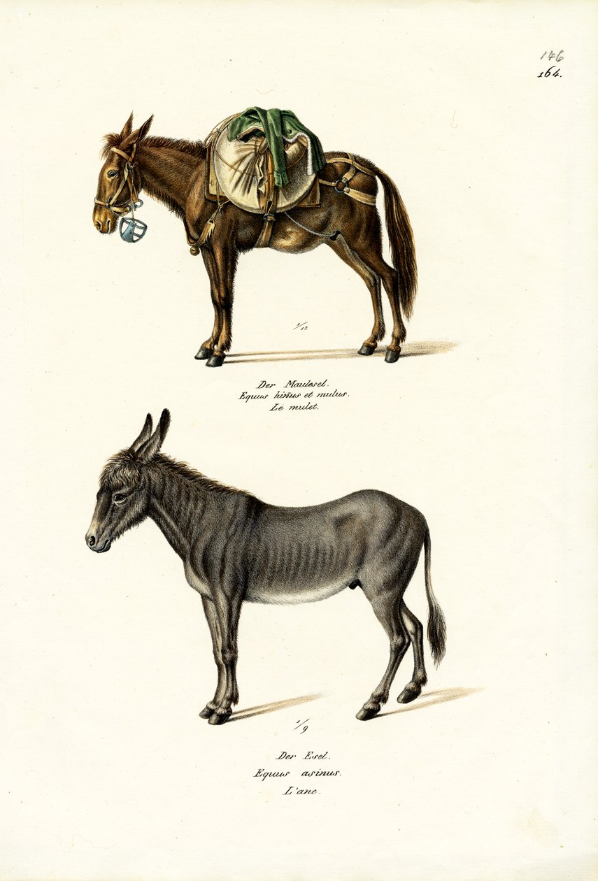 Szamár, 1824 alkotó: Karl Joseph Brodtmann