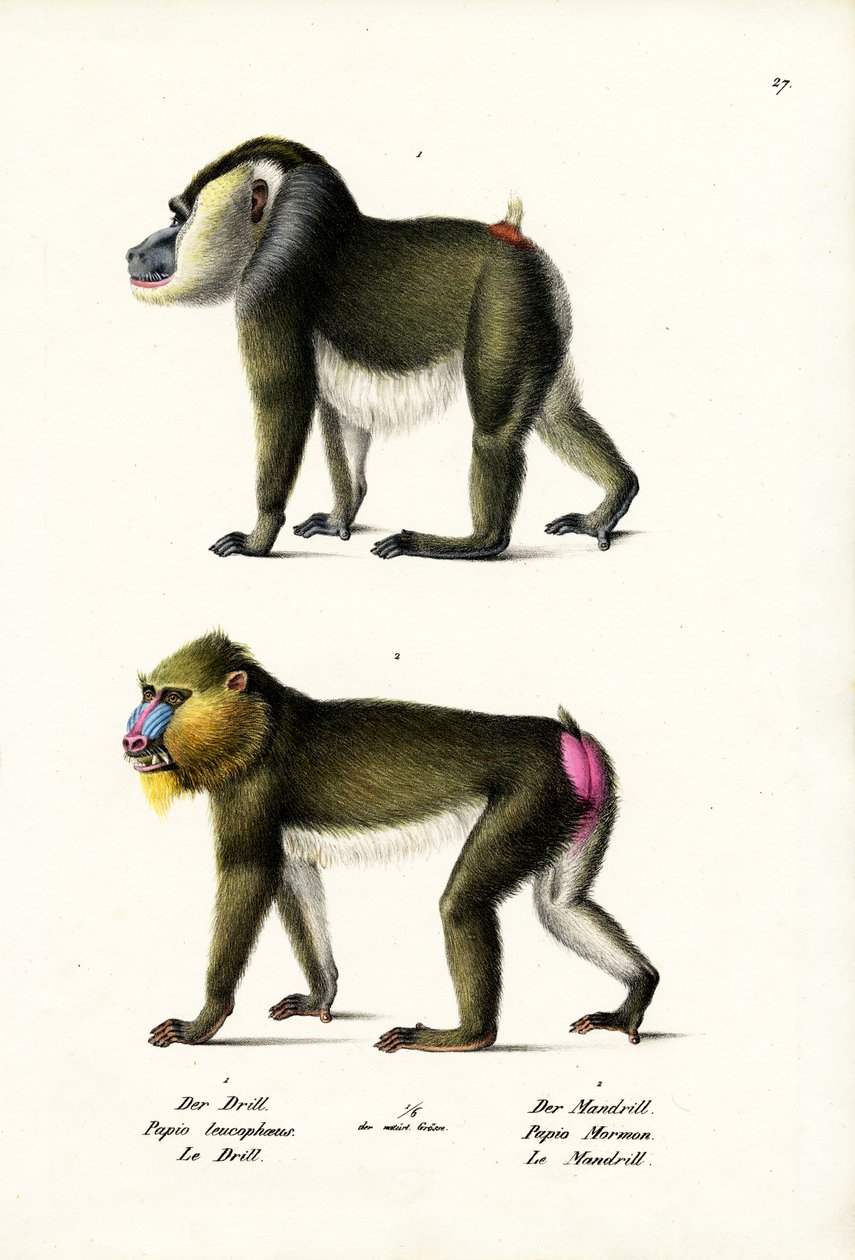Fúró, 1824 alkotó: Karl Joseph Brodtmann