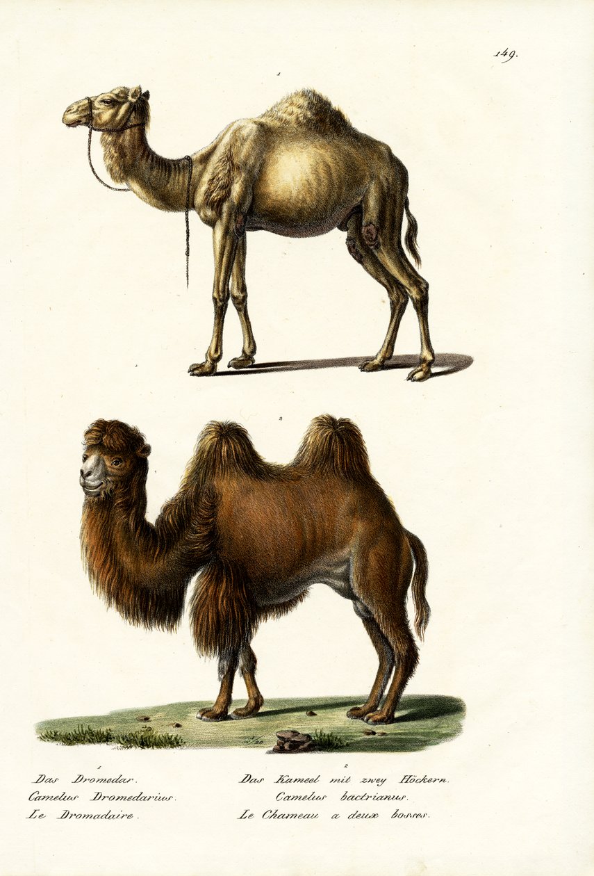 Dromedár, 1824 alkotó: Karl Joseph Brodtmann
